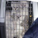 eingepferchte Katzenbabys bei illegalem Tiertransport