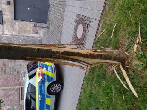 Beschädigter Baum Bild 1