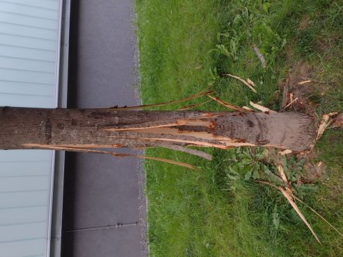 Beschädigter Baum Bild 2