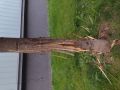 Beschädigter Baum Bild 2